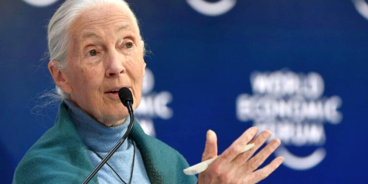 Addio a Jane Goodall: dedicò la vita allo studio degli scimpanzè
