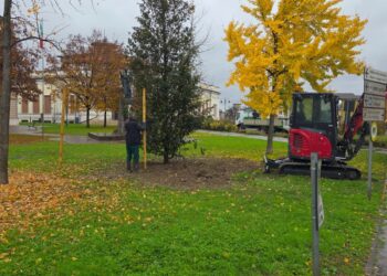 Tre nuovi lecci piantumati a Marmirolo per la Giornata nazionale degli alberi