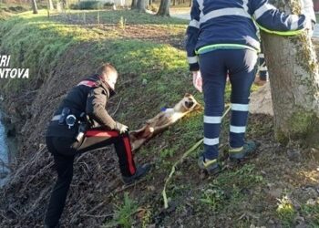 Investe un cane con l’auto e chiama carabinieri e ambulanze veterinarie per salvarlo