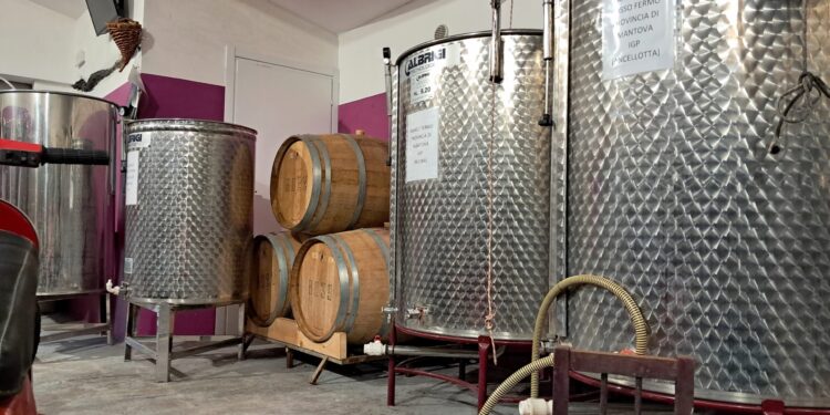 VINO, IL LAMBRUSCO DI GORZONI PROTAOGNISTA IN TOSCANA