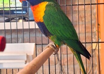 Sorpresa: trova un pappagallo esotico nel giardino di casa