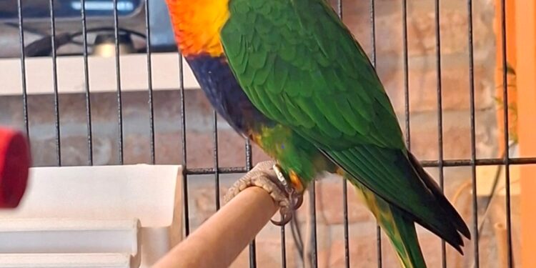 Sorpresa: trova un pappagallo esotico nel giardino di casa