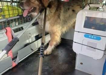 Cane aggressivo azzanna quattro persone (anche la comandante della Compagnia Cc)