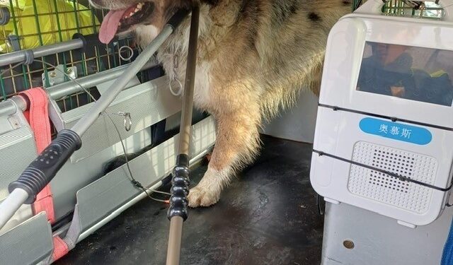 Cane aggressivo azzanna quattro persone (anche la comandante della Compagnia Cc)