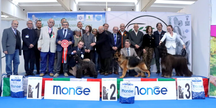 È il Kerry Blue Terrier Brykar Tramore ad aggiudicarsi il titolo di Virgilio Winner 2026