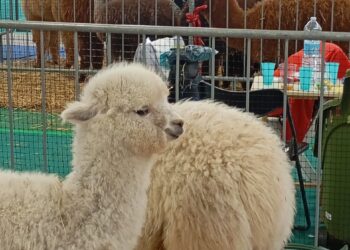 Esotika Pet Show e Mondo Bonsai confermano il proprio storico successo