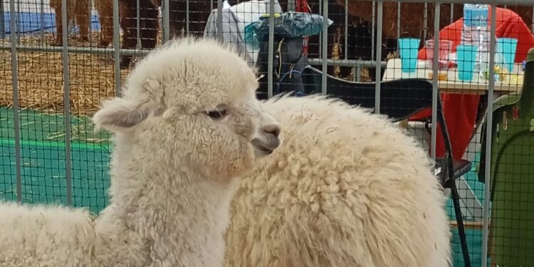 Esotika Pet Show e Mondo Bonsai confermano il proprio storico successo