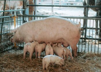 PSA: COLDIRETTI, REVOCA RESTRIZIONI E’ RISULTATO NOSTRO LAVORO CON GOVERNO, AUTORITA’ ALL’EMERGENZA E COMMISSARIO UE