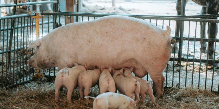 PSA: COLDIRETTI, REVOCA RESTRIZIONI E’ RISULTATO NOSTRO LAVORO CON GOVERNO, AUTORITA’ ALL’EMERGENZA E COMMISSARIO UE