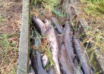 Bracconieri scatenati: rubati quintali di storioni dall’azienda agricola e ittica