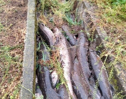 Bracconieri scatenati: rubati quintali di storioni dall’azienda agricola e ittica