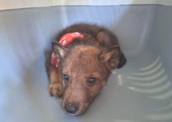 Cucciolata di lupi travolta da una mietitrebbia: se ne salva solamente uno