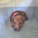 Cucciolata di lupi travolta da una mietitrebbia: se ne salva solamente uno