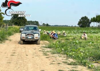 Colto da malore mentre raccoglie angurie, muore bracciante agricolo