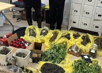 Dà fuoco a un’auto, arrivano i carabinieri e scoprono una coltivazione di marijuana