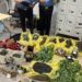Dà fuoco a un’auto, arrivano i carabinieri e scoprono una coltivazione di marijuana