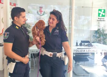 La polizia locale trova un cagnolino che vaga lungo la strada e lo restituisce ai proprietari