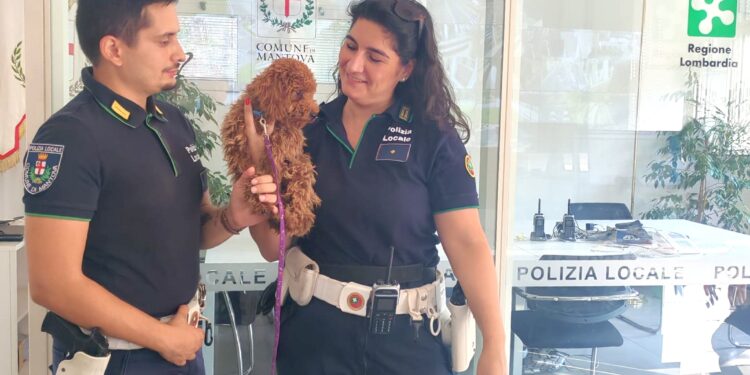 La polizia locale trova un cagnolino che vaga lungo la strada e lo restituisce ai proprietari