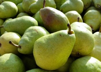 PERE E MELE, COLDIRETTI MANTOVA: VIA ALLA RACCOLTA, PESA IL CALDO