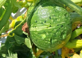 Zucca, Coldiretti Mantova: annata in sofferenza per colpa di caldo e grandine