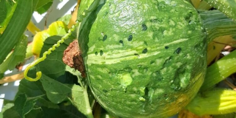 Zucca, Coldiretti Mantova: annata in sofferenza per colpa di caldo e grandine