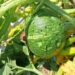 Zucca, Coldiretti Mantova: annata in sofferenza per colpa di caldo e grandine