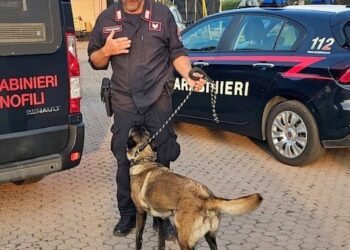 Operazione antidroga dei carabinieri: un arresto e sette denunce